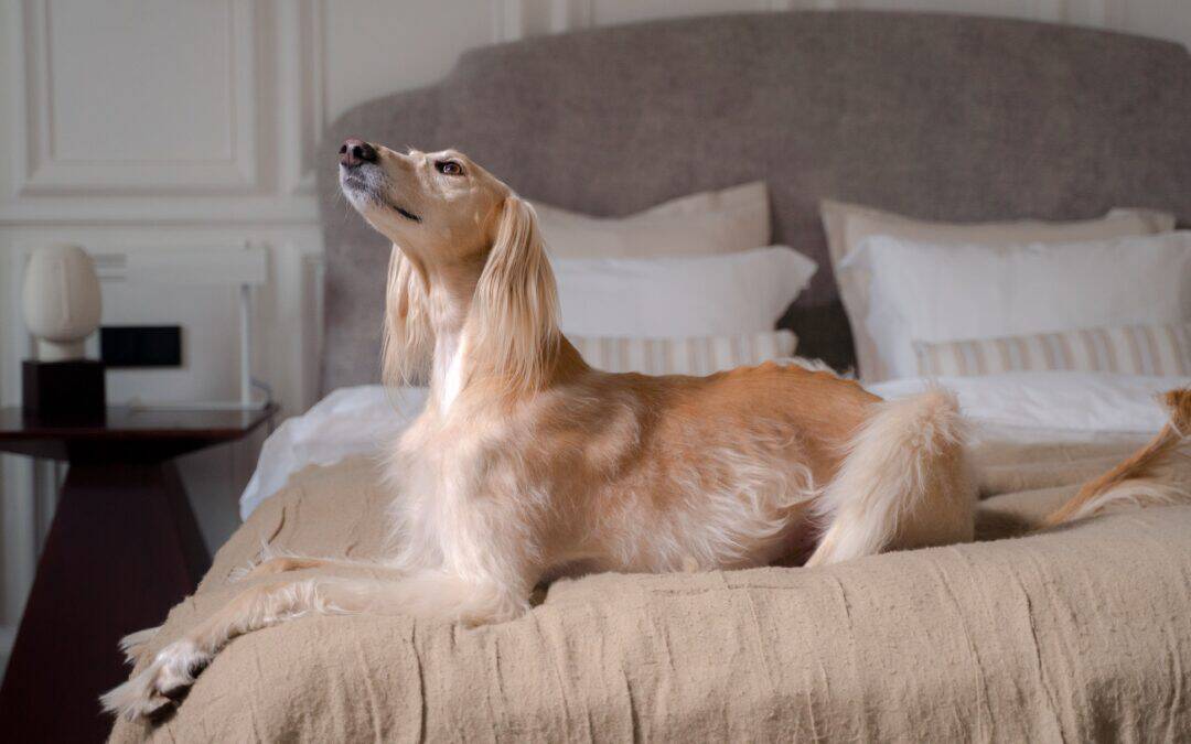 Designing Pet-Friendly Custom Furniture (Without Sacrificing Style)
